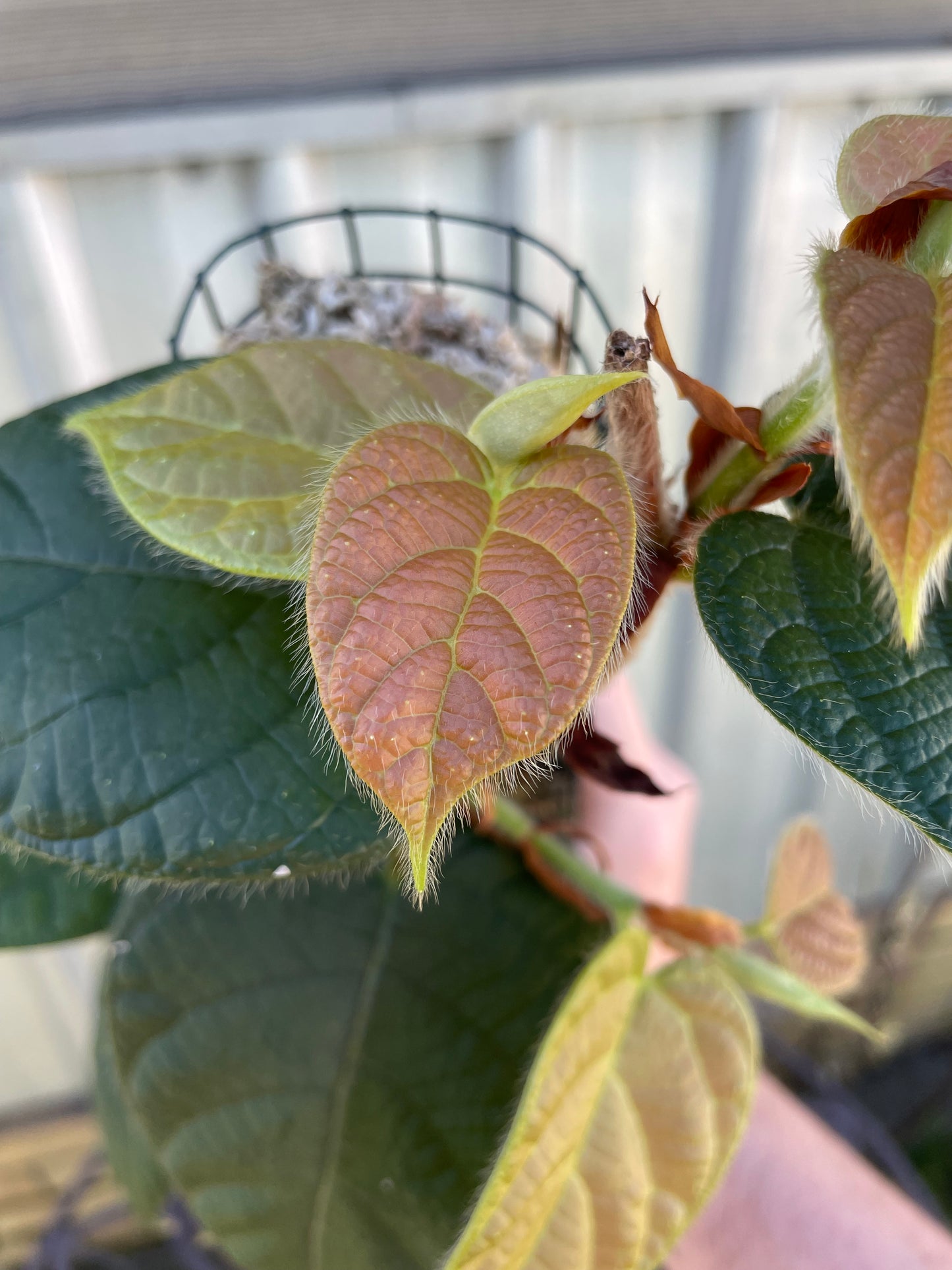 Ficus Villosa on 90cm pole