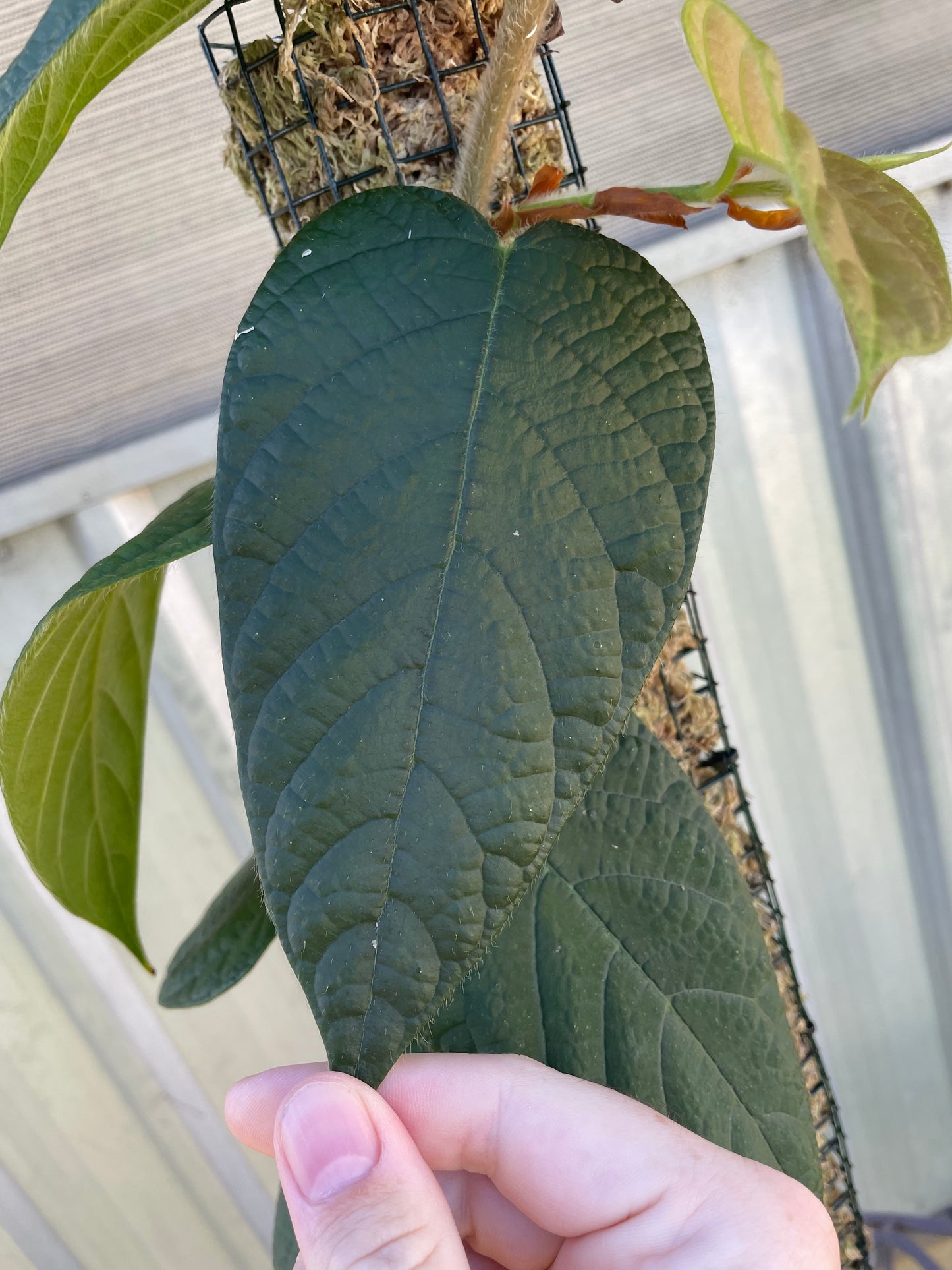 Ficus Villosa on 90cm pole