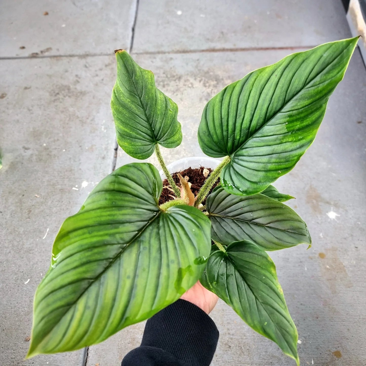 Philodendron Serpens Red