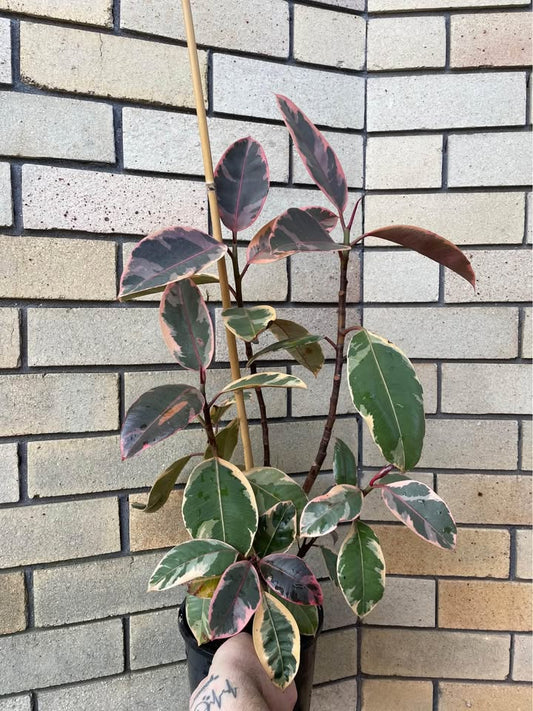 Ficus Ruby