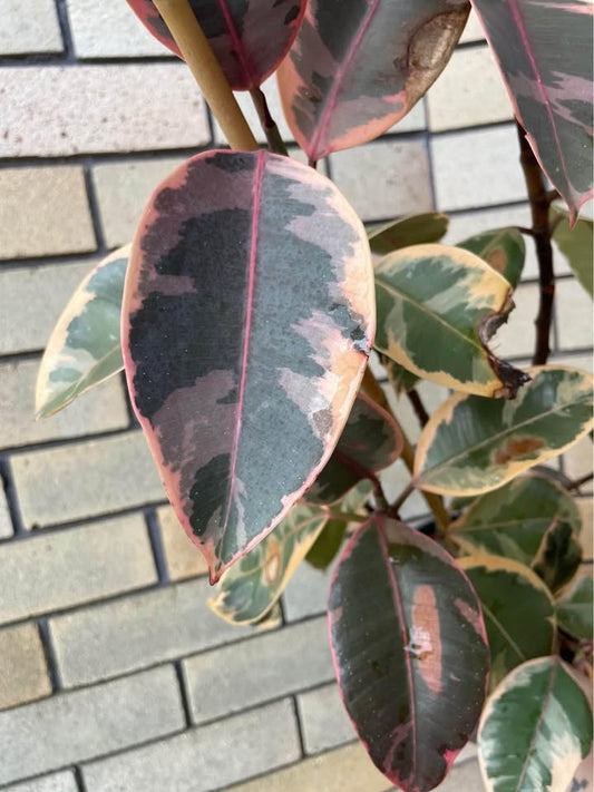 Ficus Ruby
