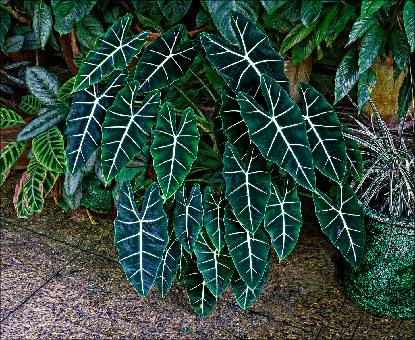 Alocasia Micholitziana 'Green Velvet'