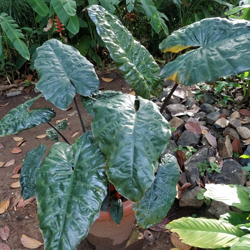 Alocasia Plumbea Nigra