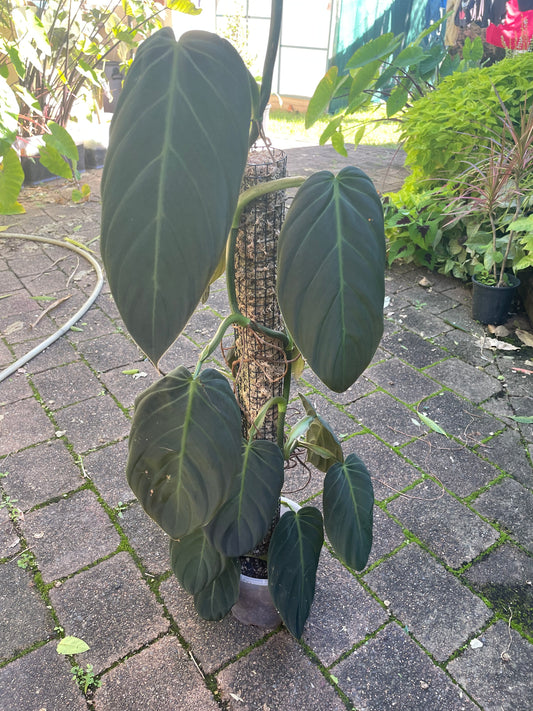 Philodendron Gigas on 90cm pole