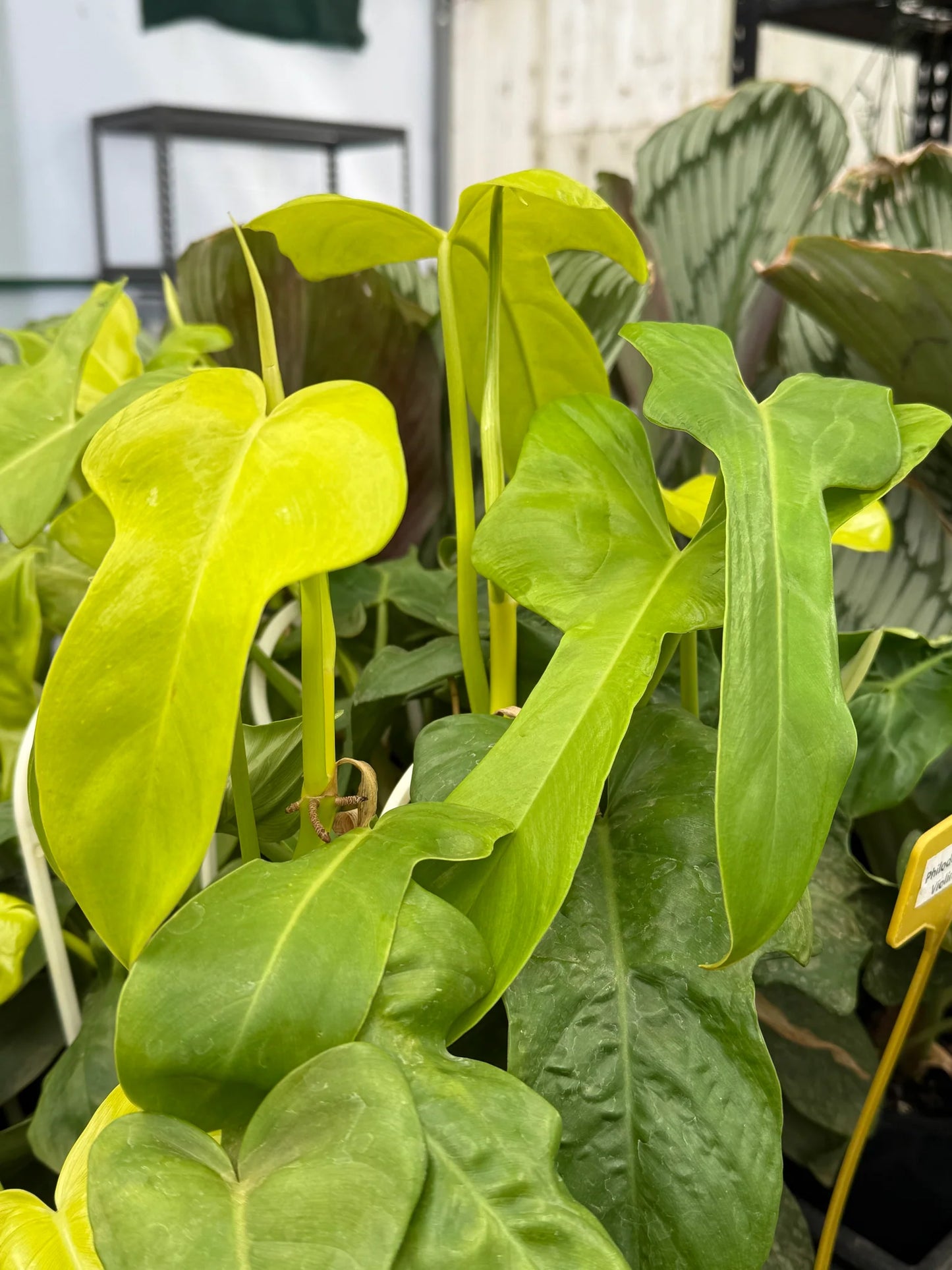 Philodendron Golden Violin