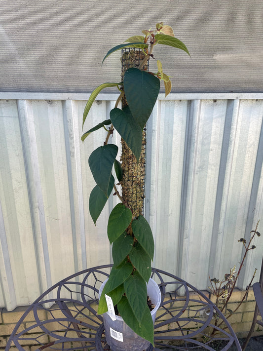 Ficus Villosa on 90cm pole