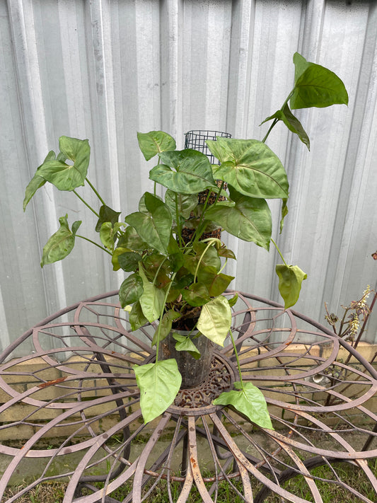 Syngonium sp. on moss pole