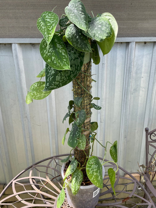 Scindapsus Pictus Exotica on pole