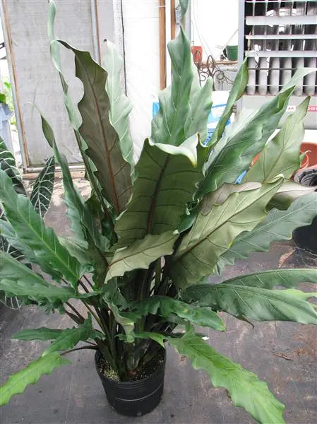 Alocasia Lauterbachiana Aurea *Reverted*