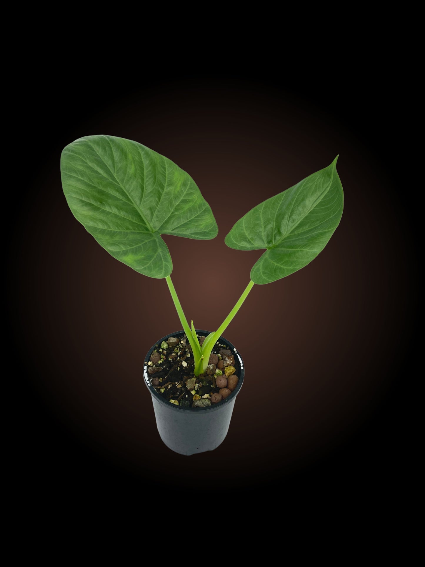 Alocasia Alba