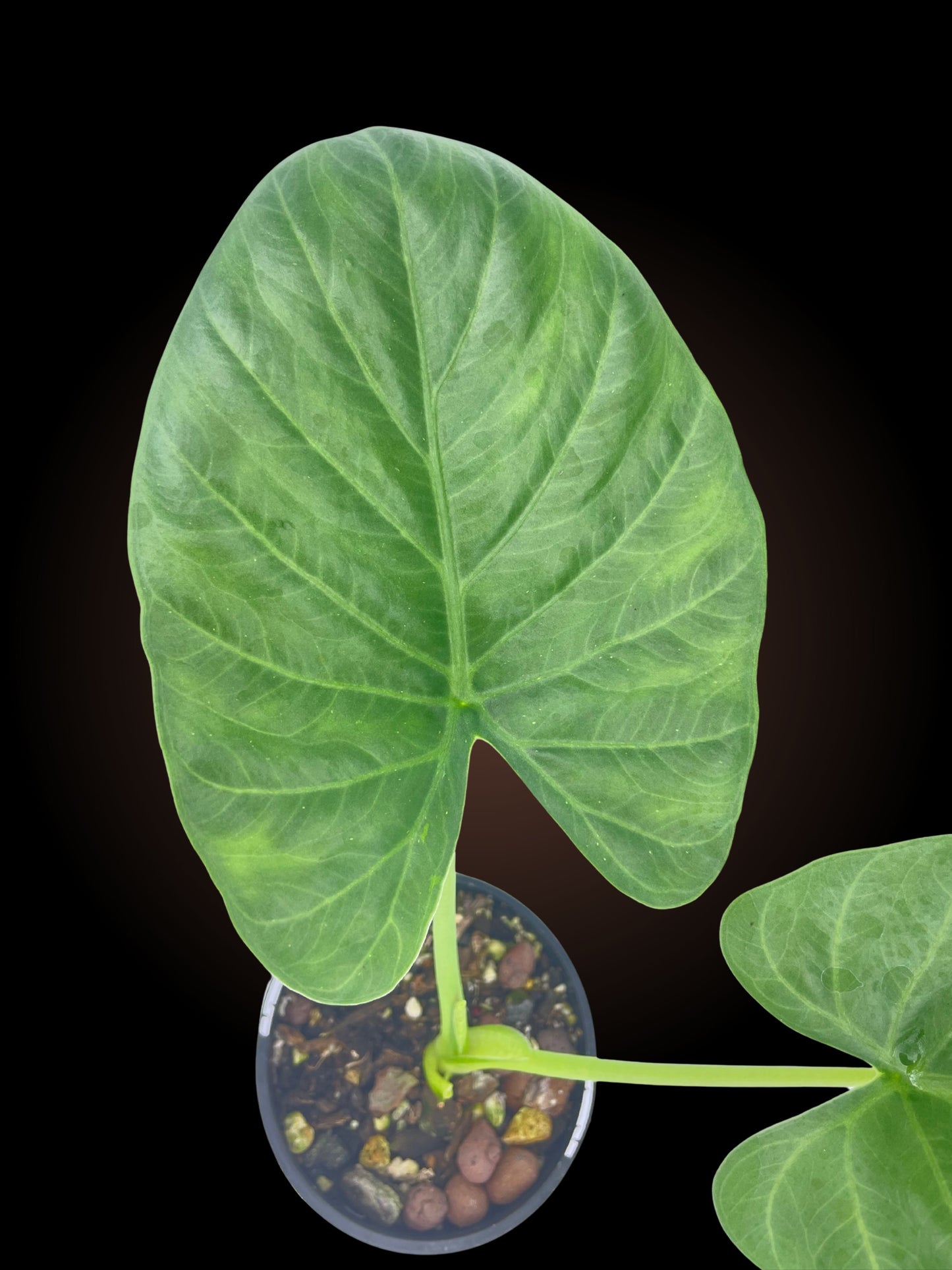 Alocasia Alba