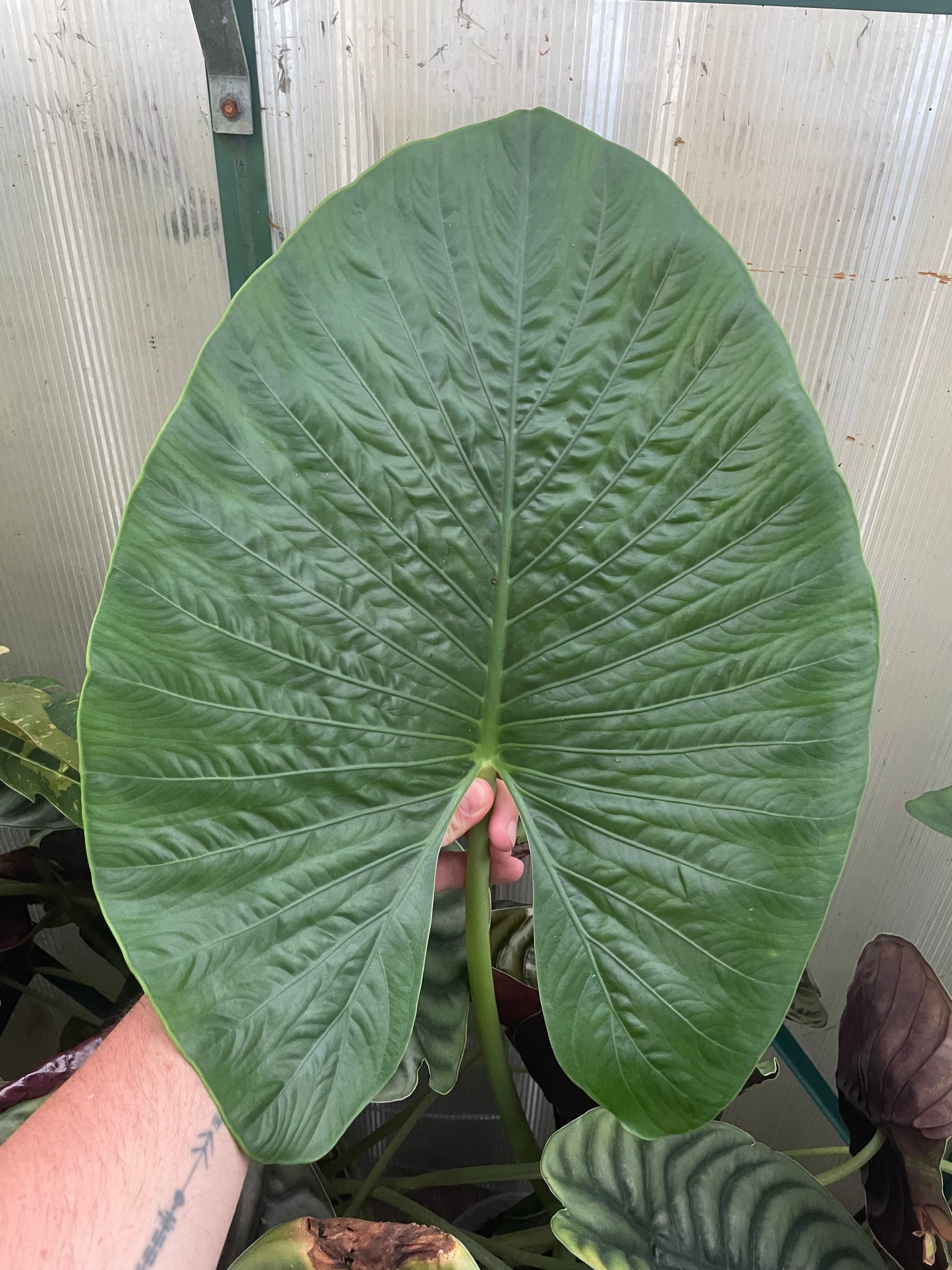 Alocasia Alba