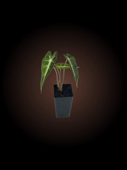 Alocasia Amazonica Bambino