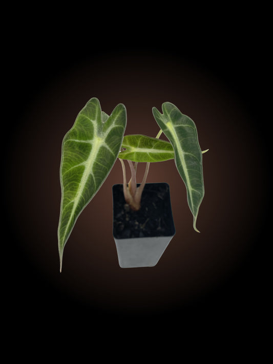 Alocasia Amazonica Bambino