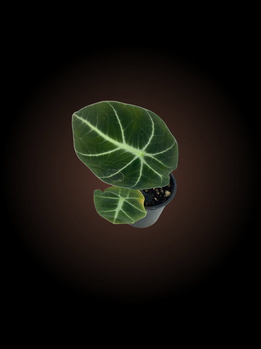 Alocasia Reginula 'Black Velvet'