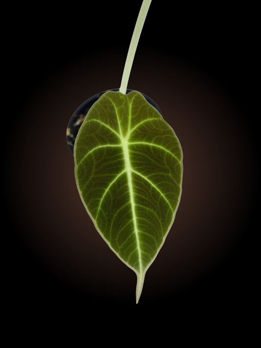 Alocasia Reginula 'Black Velvet'