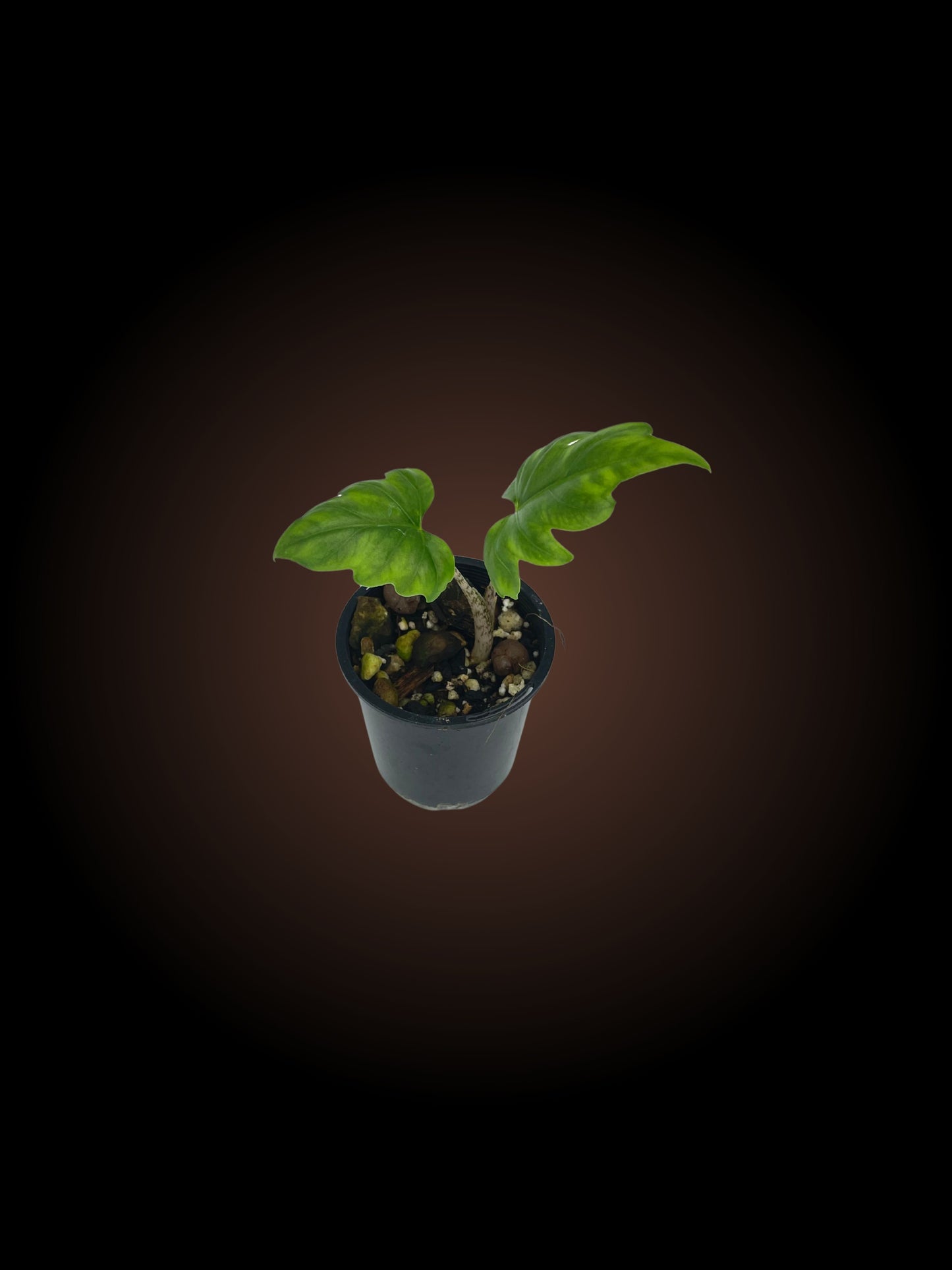 Alocasia Brancifolia 'Serpent's Tail'