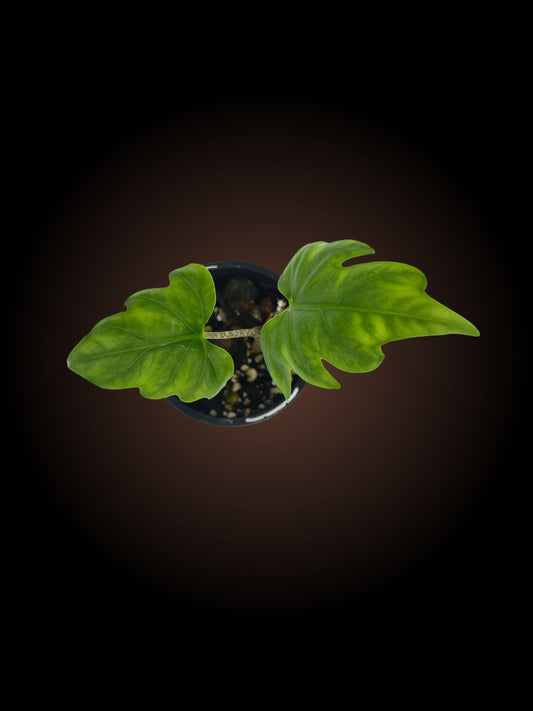 Alocasia Brancifolia 'Serpent's Tail'