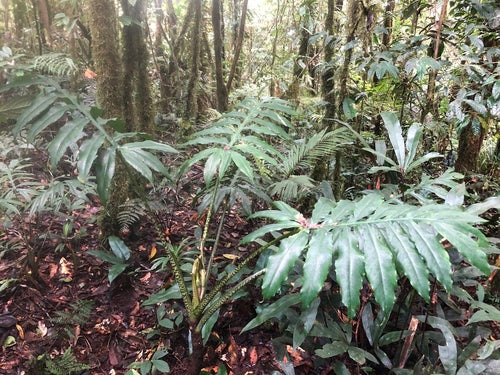 Alocasia Brancifolia 'Serpent's Tail'