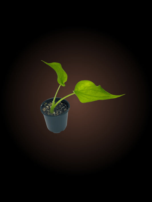 Alocasia Cucullata 'Yellow Tail'