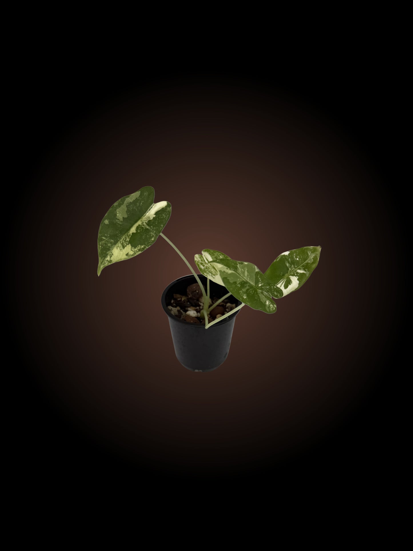 Alocasia Micholitziana 'Frydek'