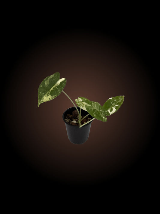 Alocasia Micholitziana 'Frydek'