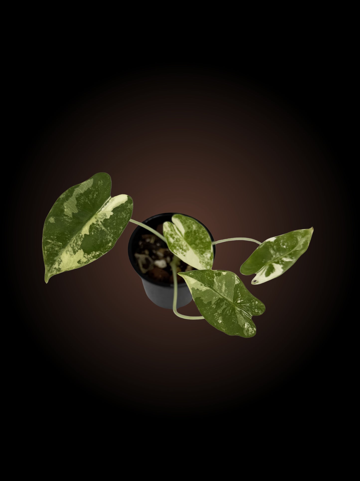 Alocasia Micholitziana 'Frydek'