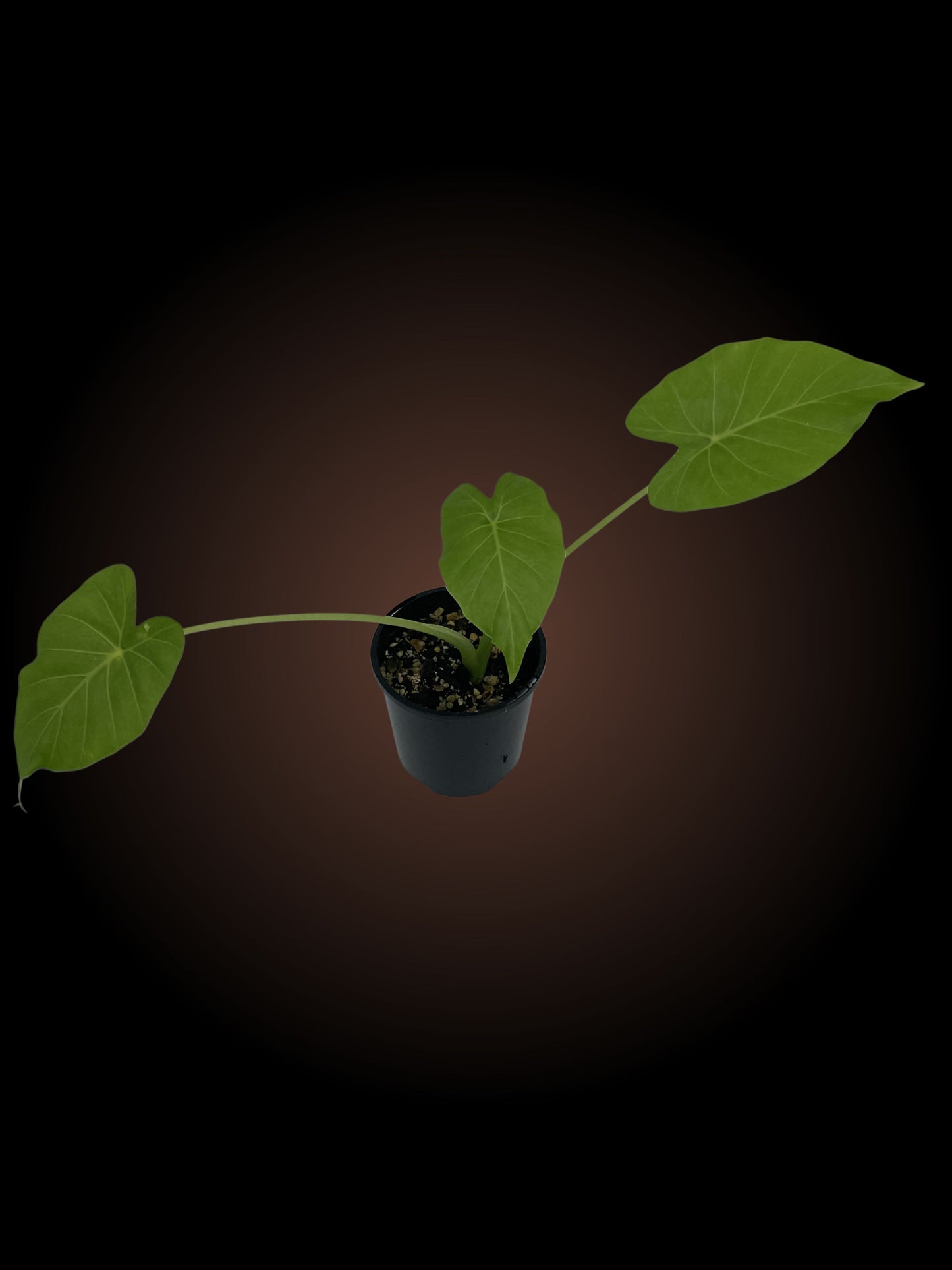Alocasia Gageana