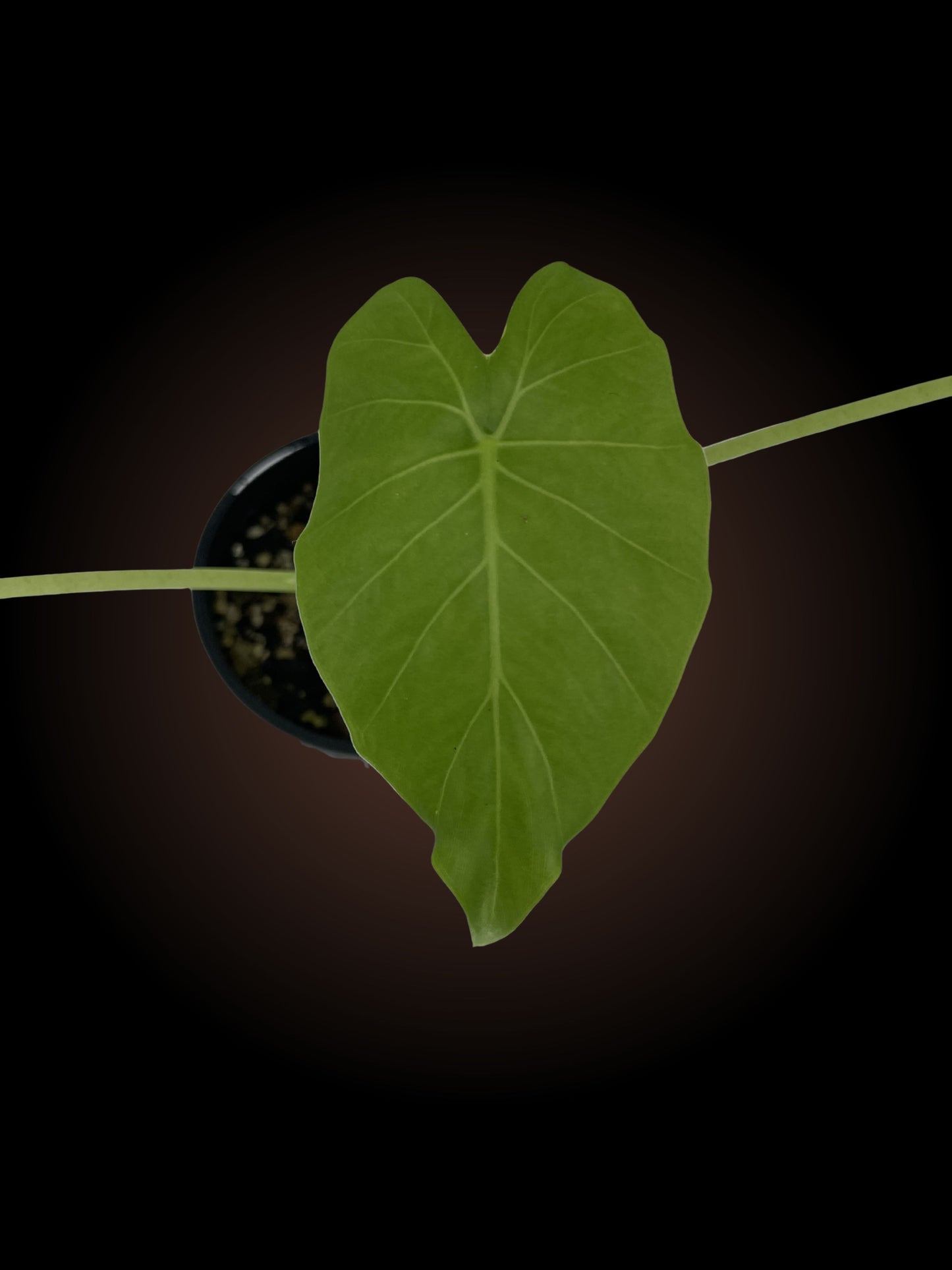 Alocasia Gageana