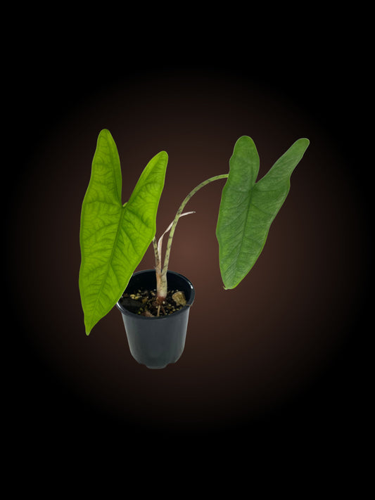 Alocasia Green Carpet