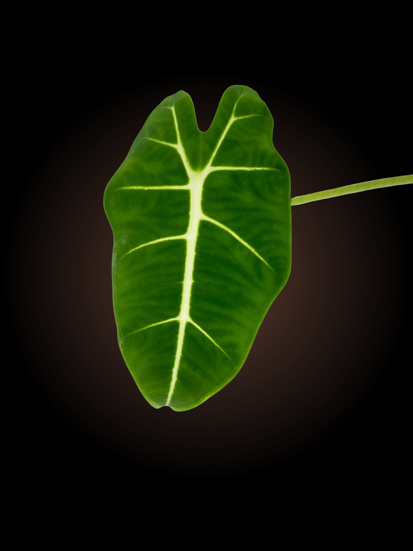 Alocasia Micholitziana 'Green Velvet'