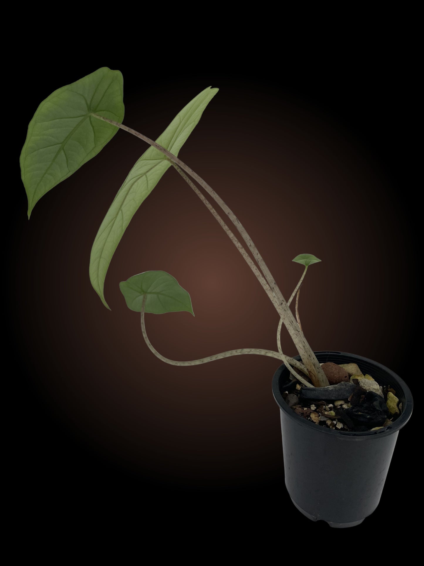 Alocasia Heterophylla 'Metallic Blue'