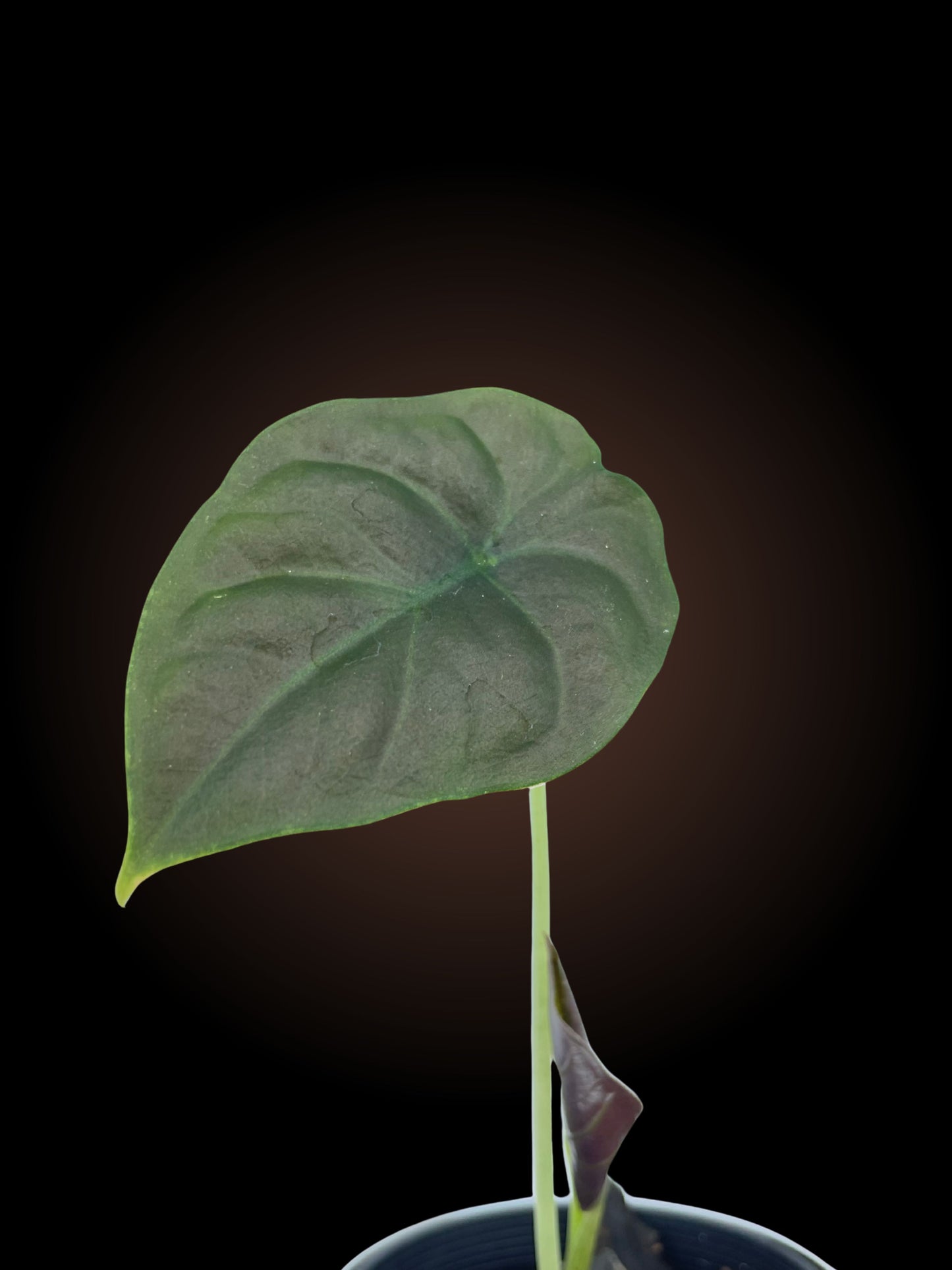 Alocasia Infernalis