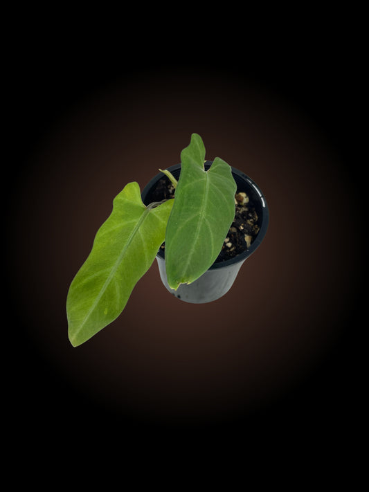 Alocasia Lauterbachiana Aurea *Reverted*