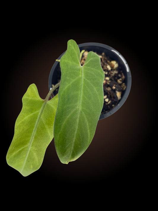 Alocasia Lauterbachiana Aurea *Reverted*