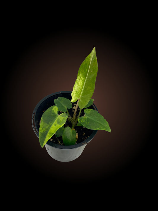Alocasia Lauterbachiana Aurea Variegated