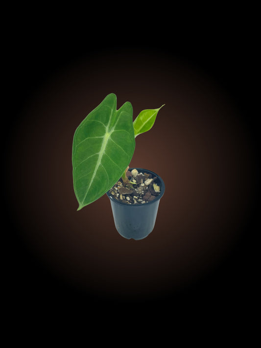 Alocasia Longiloba 'May'