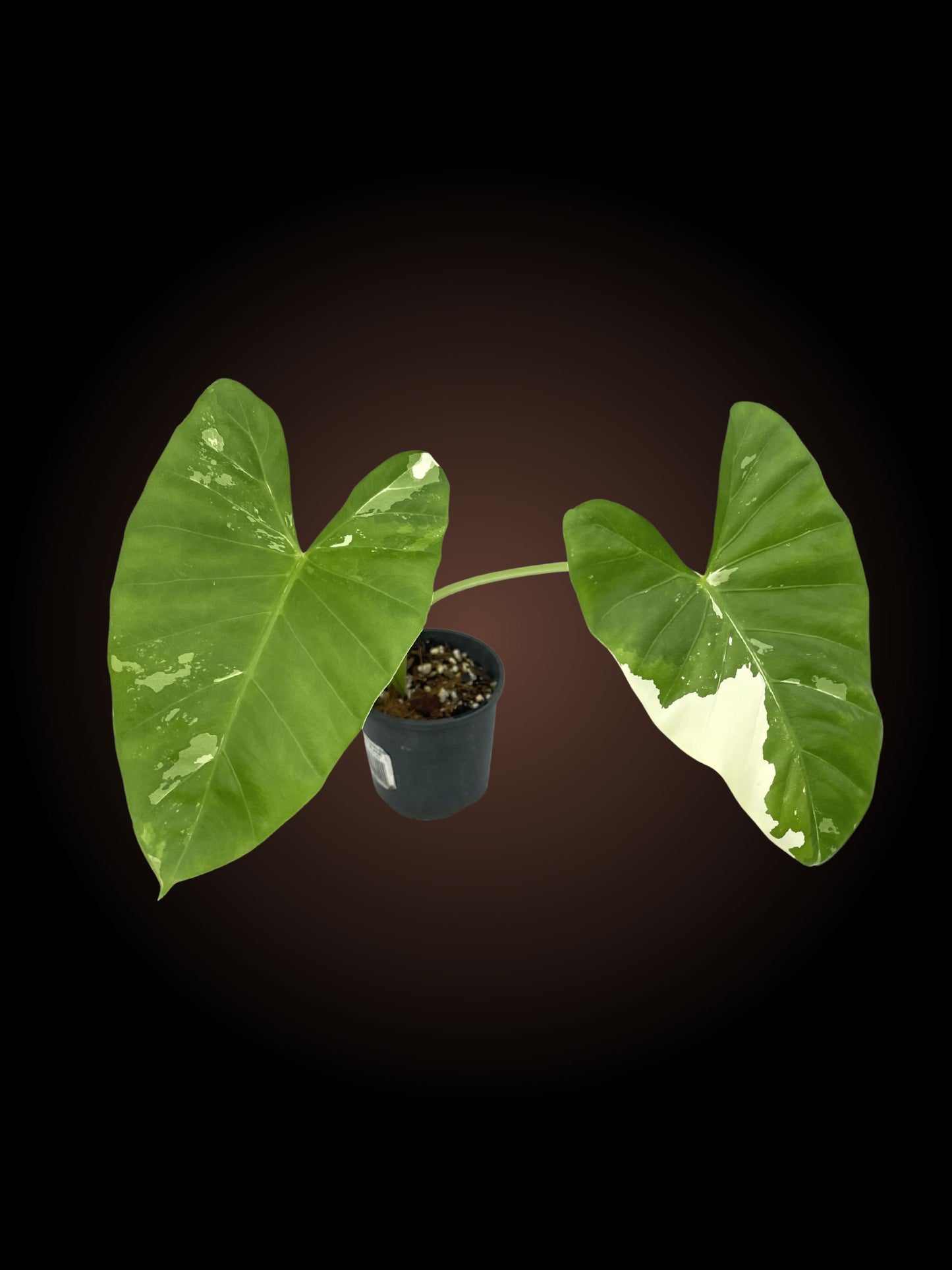 Alocasia Macrorrhiza Variegated 1