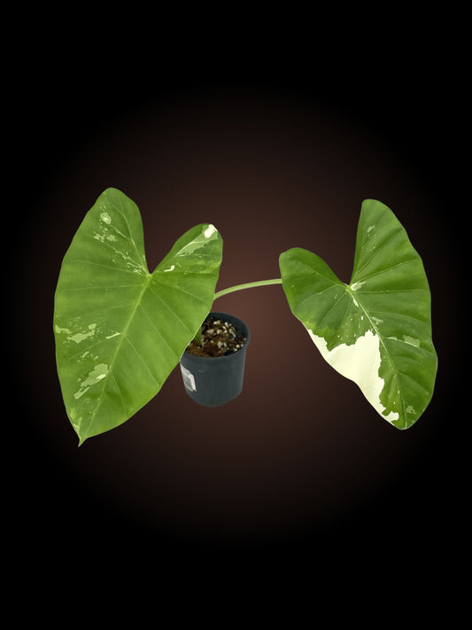 Alocasia Macrorrhiza Variegated 1