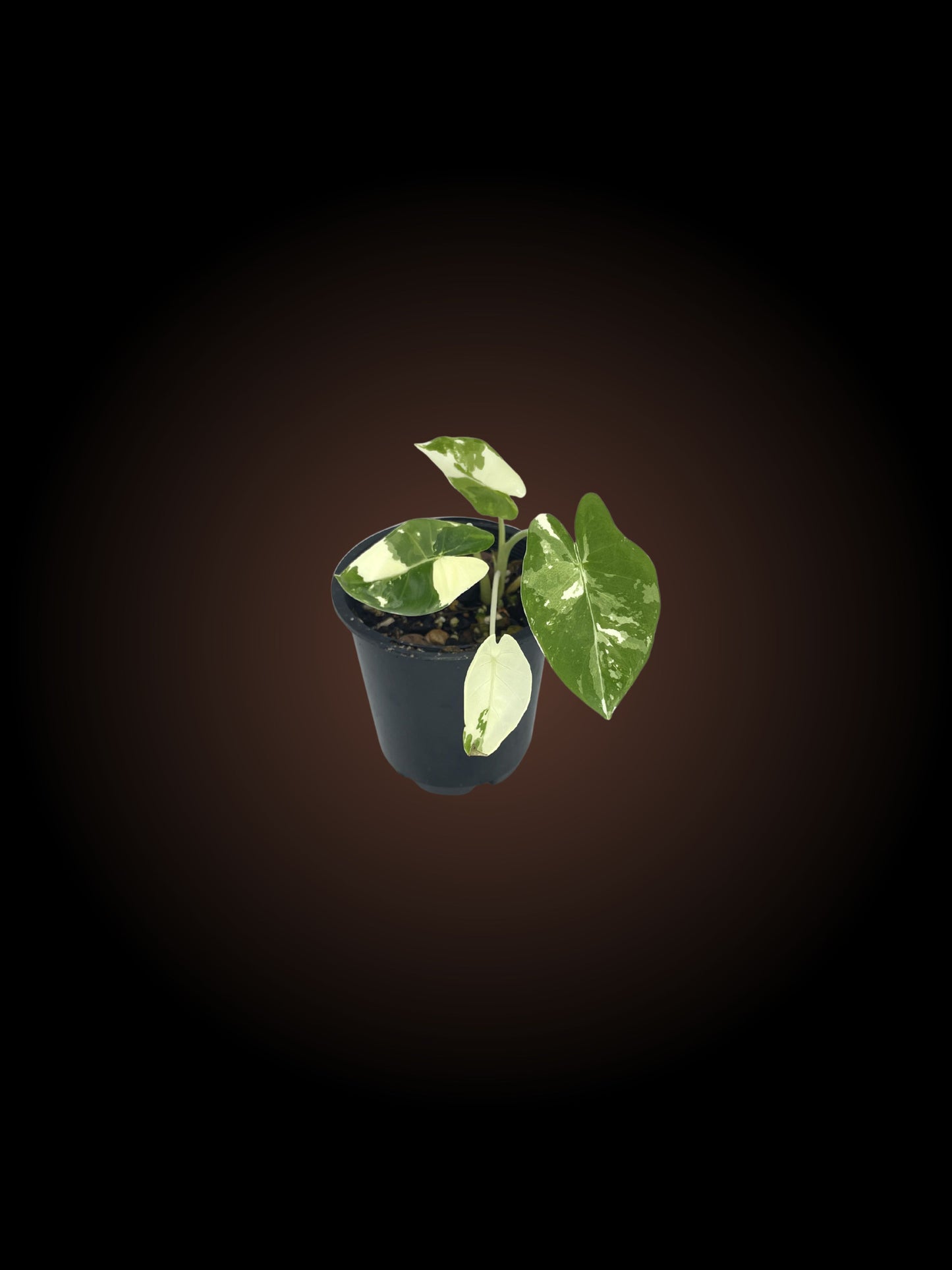 Alocasia Macrorrhiza Variegated 2