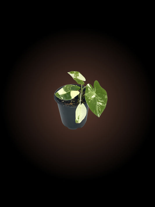 Alocasia Macrorrhiza Variegated 2