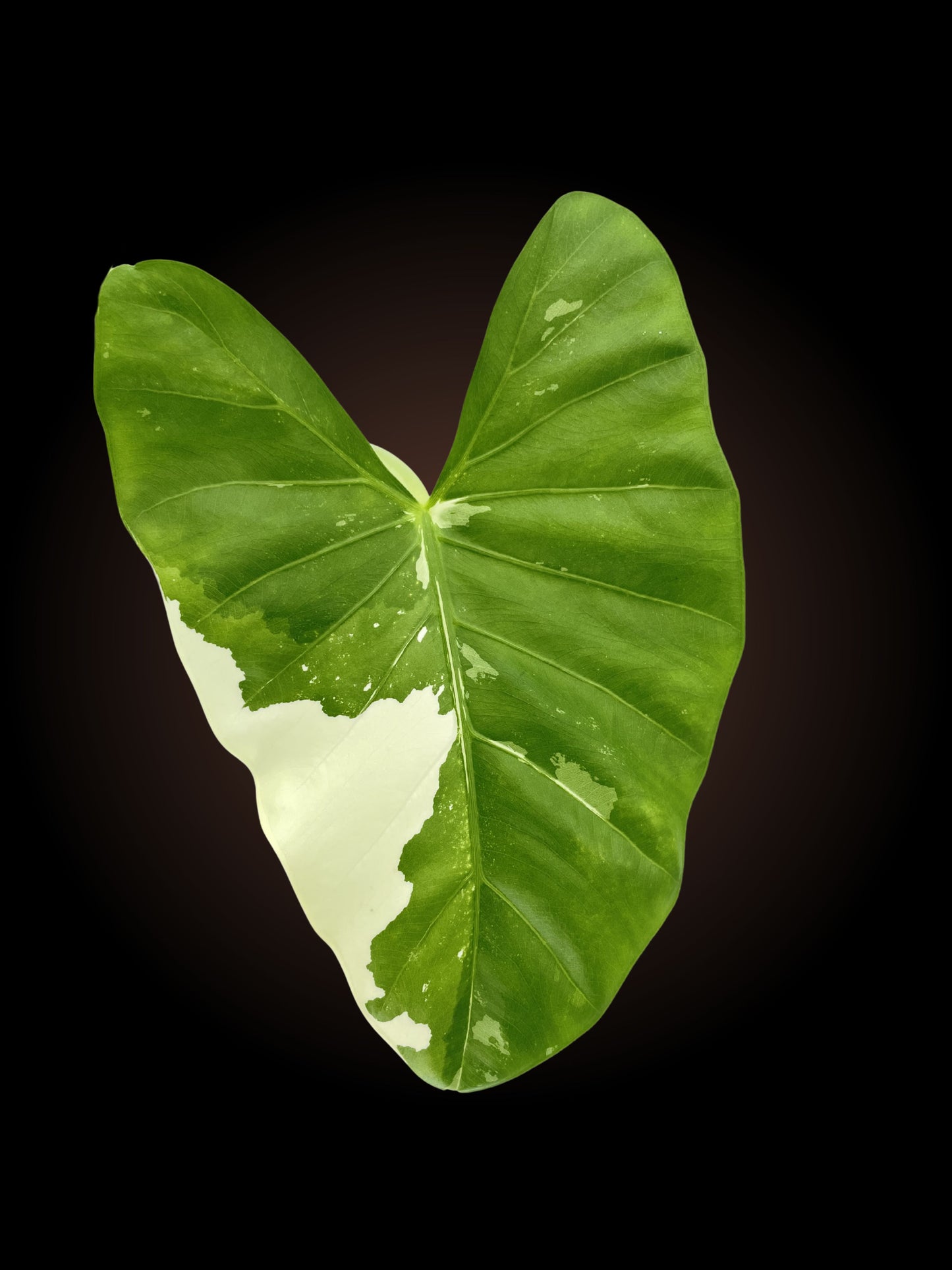 Alocasia Macrorrhiza Variegated 1