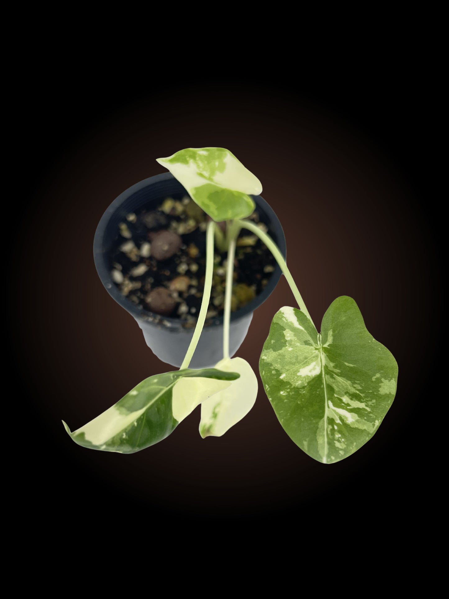 Alocasia Macrorrhiza Variegated 2