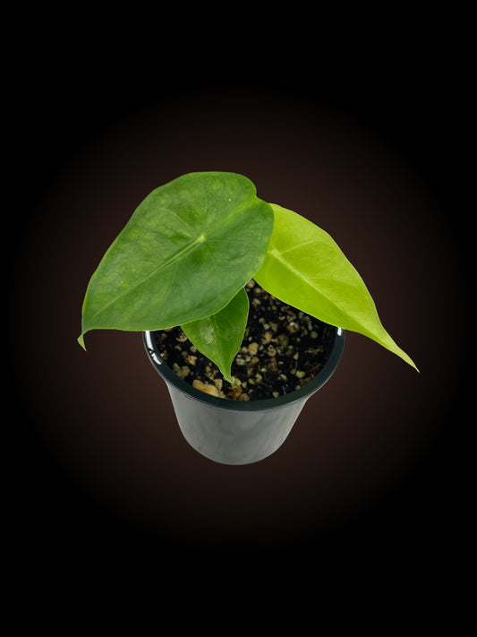 Alocasia Nairobi Nights *Reverted*