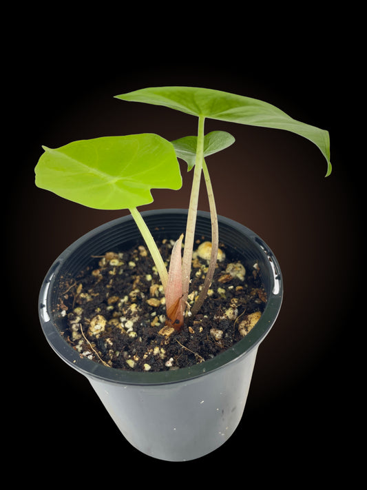 Alocasia Nairobi Nights *Reverted*