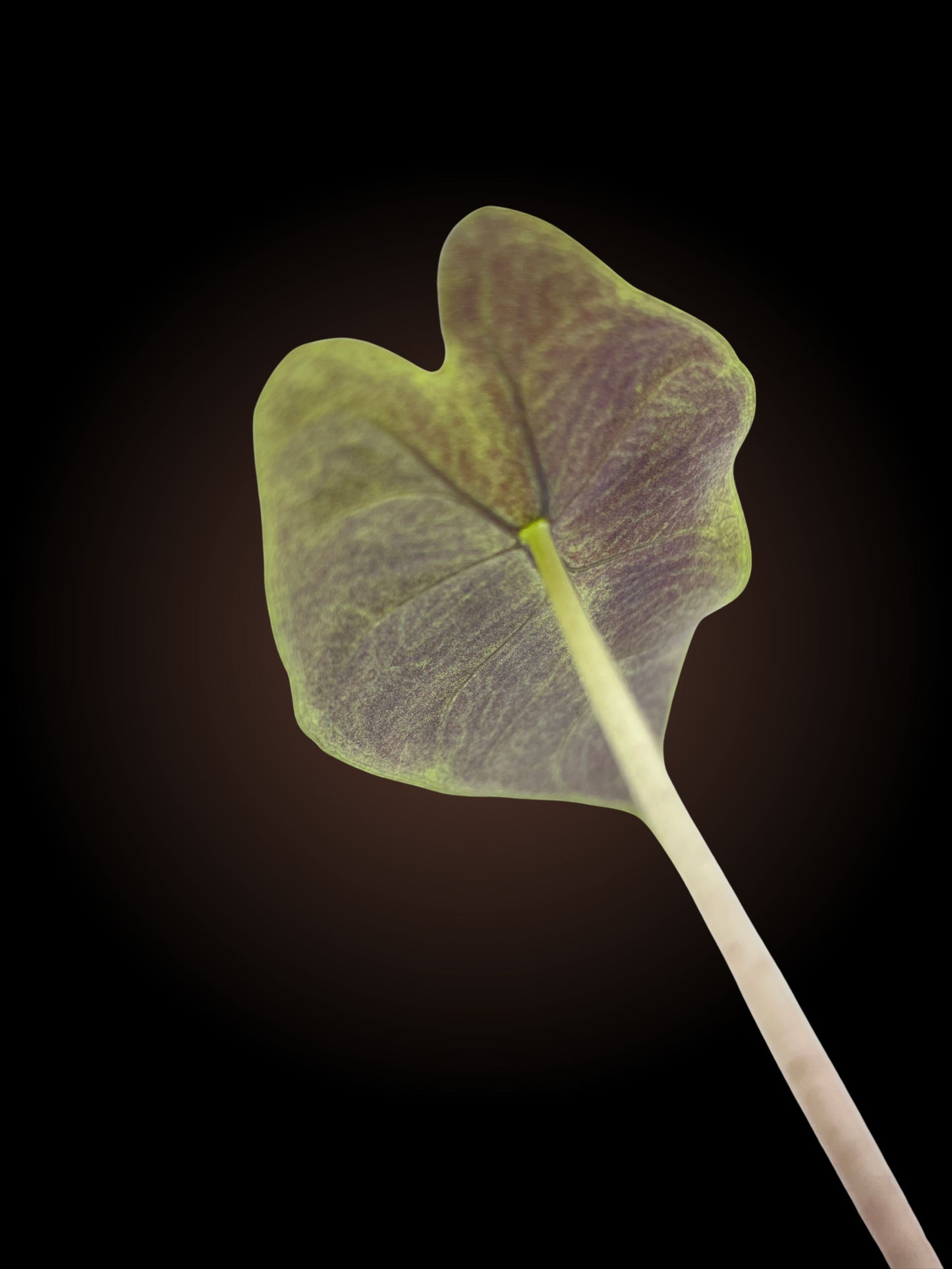 Alocasia Nairobi Nights