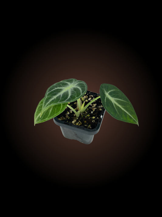 Alocasia Ninja