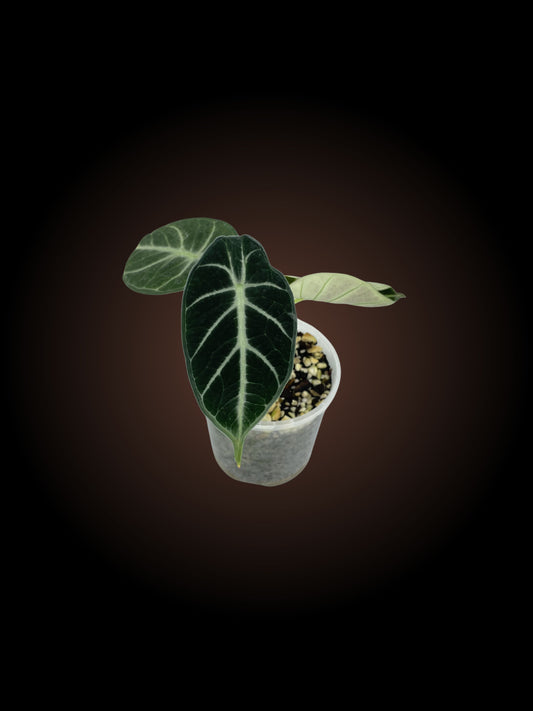 Alocasia Ninja
