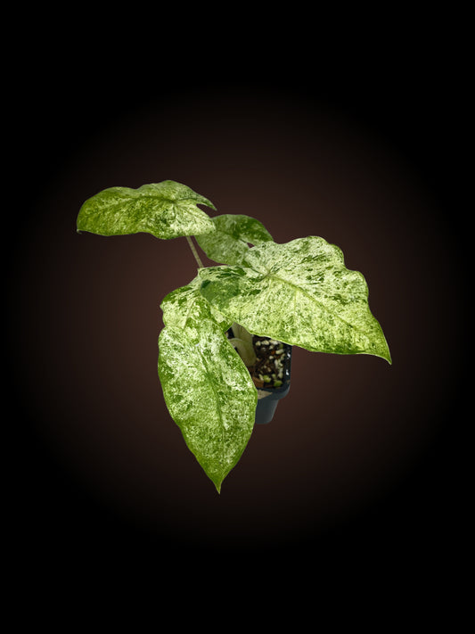 Alocasia Odora 'Batik'