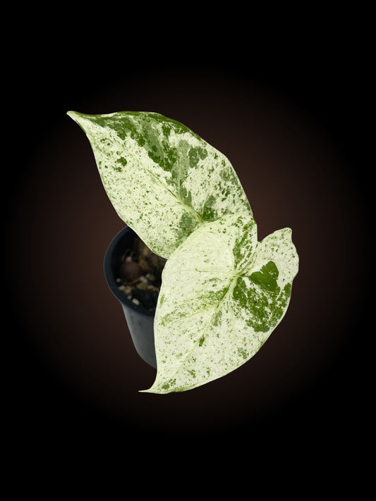 Alocasia Odora 'Batik'